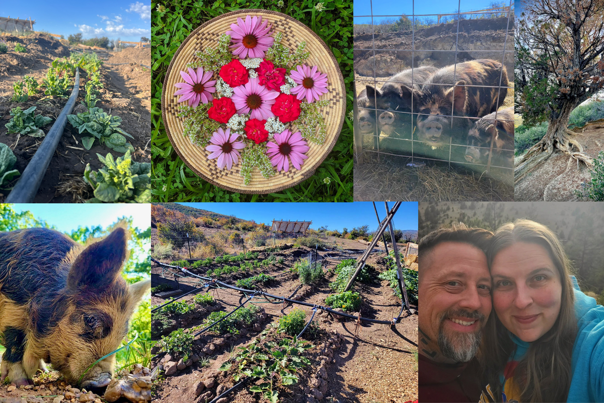 Nordic Fox Farm